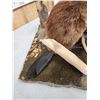 Image 6 : Juvenile Beaver Full Body Taxidermy Mount