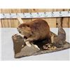 Image 7 : Juvenile Beaver Full Body Taxidermy Mount