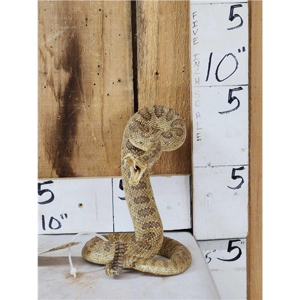 Diamondback Rattlesnake Full Body Taxidermy Mount