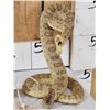 Image 2 : Diamondback Rattlesnake Full Body Taxidermy Mount