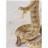 Image 4 : Diamondback Rattlesnake Full Body Taxidermy Mount