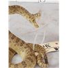 Image 5 : Diamondback Rattlesnake Full Body Taxidermy Mount
