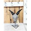 Image 1 : Hand Carved Goat Skull Taxidermy