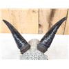 Image 5 : Hand Carved Goat Skull Taxidermy