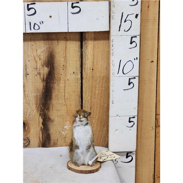 Pine Squirrel Full Body Taxidermy Mount