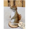 Image 3 : Pine Squirrel Full Body Taxidermy Mount