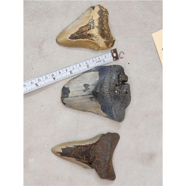 3 Fossilized Megalodon Shark Tooth Fossil