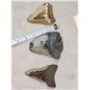 Image 1 : 3 Fossilized Megalodon Shark Tooth Fossil