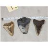 Image 2 : 3 Fossilized Megalodon Shark Tooth Fossil