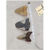 Image 3 : 3 Fossilized Megalodon Shark Tooth Fossil