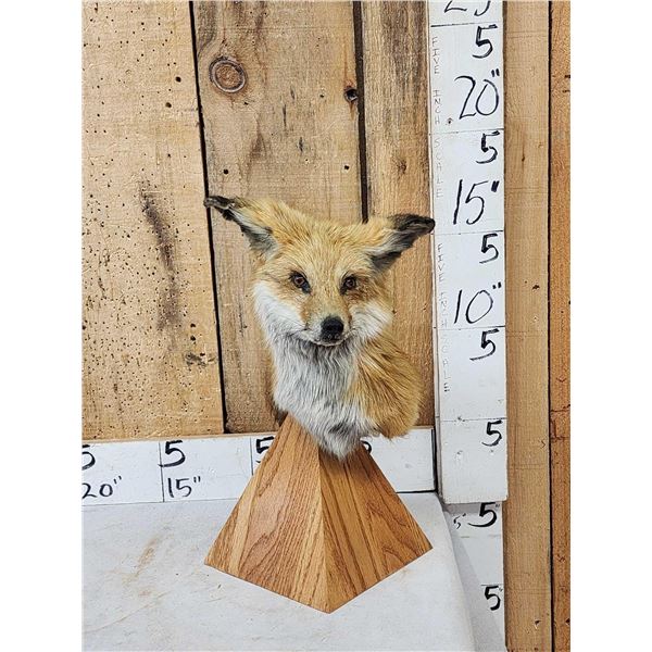 Red Fox Table Top Pedestal Taxidermy Mount