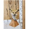 Image 1 : Red Fox Table Top Pedestal Taxidermy Mount