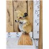 Image 2 : Red Fox Table Top Pedestal Taxidermy Mount