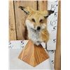 Image 3 : Red Fox Table Top Pedestal Taxidermy Mount