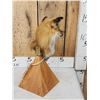 Image 4 : Red Fox Table Top Pedestal Taxidermy Mount
