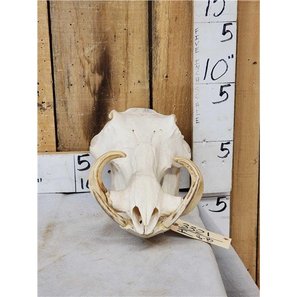 African Warthog Skull Taxidermy