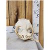 Image 1 : African Warthog Skull Taxidermy