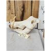 Image 2 : African Warthog Skull Taxidermy