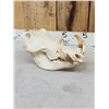 Image 3 : African Warthog Skull Taxidermy