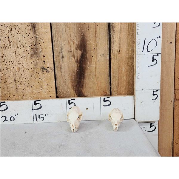 2 African Hyrax Skulls Taxidermy