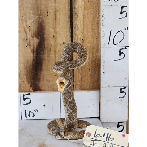 Diamondback Rattlesnake Full Body Taxidermy Mount