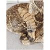Image 2 : Diamondback Rattlesnake Full Body Taxidermy Mount