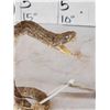 Image 4 : Diamondback Rattlesnake Full Body Taxidermy Mount