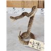 Image 5 : Diamondback Rattlesnake Full Body Taxidermy Mount