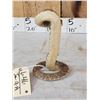 Image 6 : Diamondback Rattlesnake Full Body Taxidermy Mount