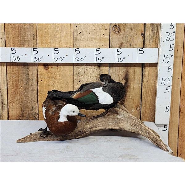 Male & Female African Shelducks Bird Taxidermy