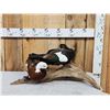 Image 1 : Male & Female African Shelducks Bird Taxidermy