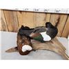 Image 2 : Male & Female African Shelducks Bird Taxidermy