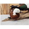 Image 3 : Male & Female African Shelducks Bird Taxidermy
