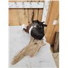 Image 4 : Male & Female African Shelducks Bird Taxidermy