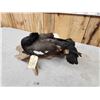Image 5 : Male & Female African Shelducks Bird Taxidermy