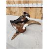 Image 6 : Male & Female African Shelducks Bird Taxidermy