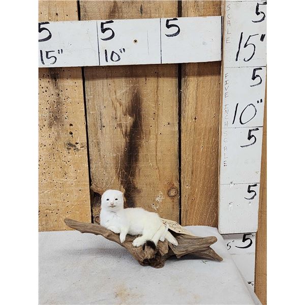 White Weasel On Driftwood Taxidermy Mount