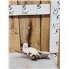 Image 1 : White Weasel On Driftwood Taxidermy Mount