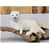 Image 3 : White Weasel On Driftwood Taxidermy Mount