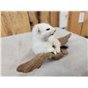 Image 4 : White Weasel On Driftwood Taxidermy Mount