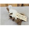 Image 5 : White Weasel On Driftwood Taxidermy Mount