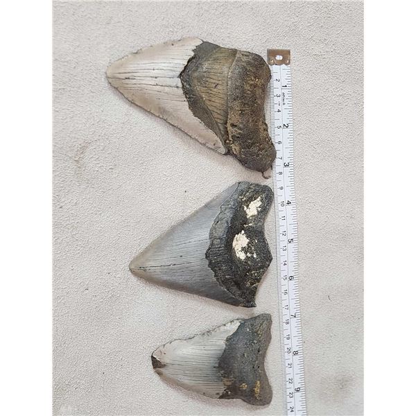 3 Fossilized Megalodon Shark Teeth Fossil