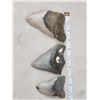 Image 1 : 3 Fossilized Megalodon Shark Teeth Fossil