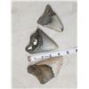 Image 2 : 3 Fossilized Megalodon Shark Teeth Fossil