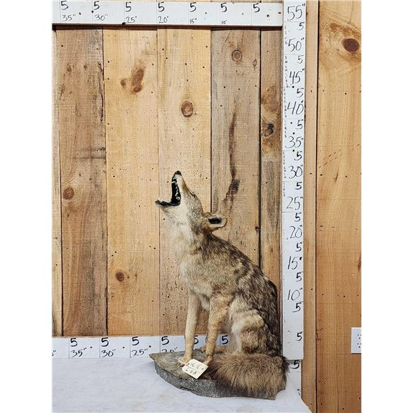 Howling Coyote Full Body Taxidermy Mount