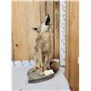Image 2 : Howling Coyote Full Body Taxidermy Mount