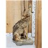 Image 3 : Howling Coyote Full Body Taxidermy Mount