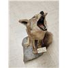 Image 4 : Howling Coyote Full Body Taxidermy Mount