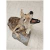 Image 5 : Howling Coyote Full Body Taxidermy Mount