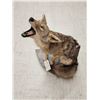 Image 6 : Howling Coyote Full Body Taxidermy Mount